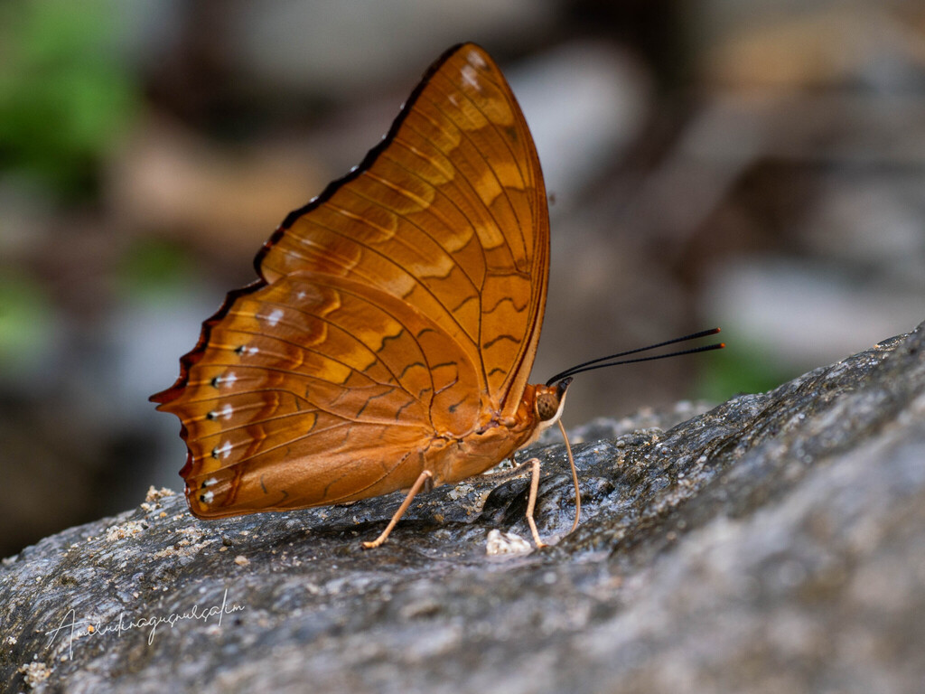 Charaxes affinis (Charaxes affinis)