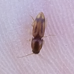 Aeolus trilineatus