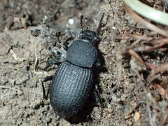 Apsena grossa