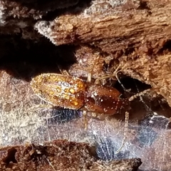 Aeolus trilineatus