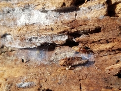 Aeolus trilineatus
