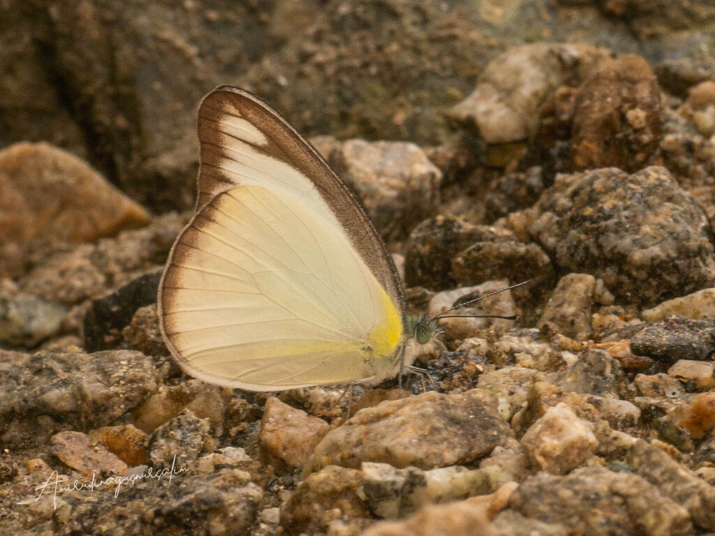 Chocolate Albatross (Appias lyncida)