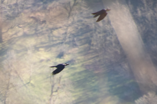 Common Raven