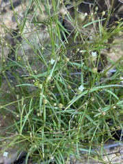 Oldenlandia herbacea