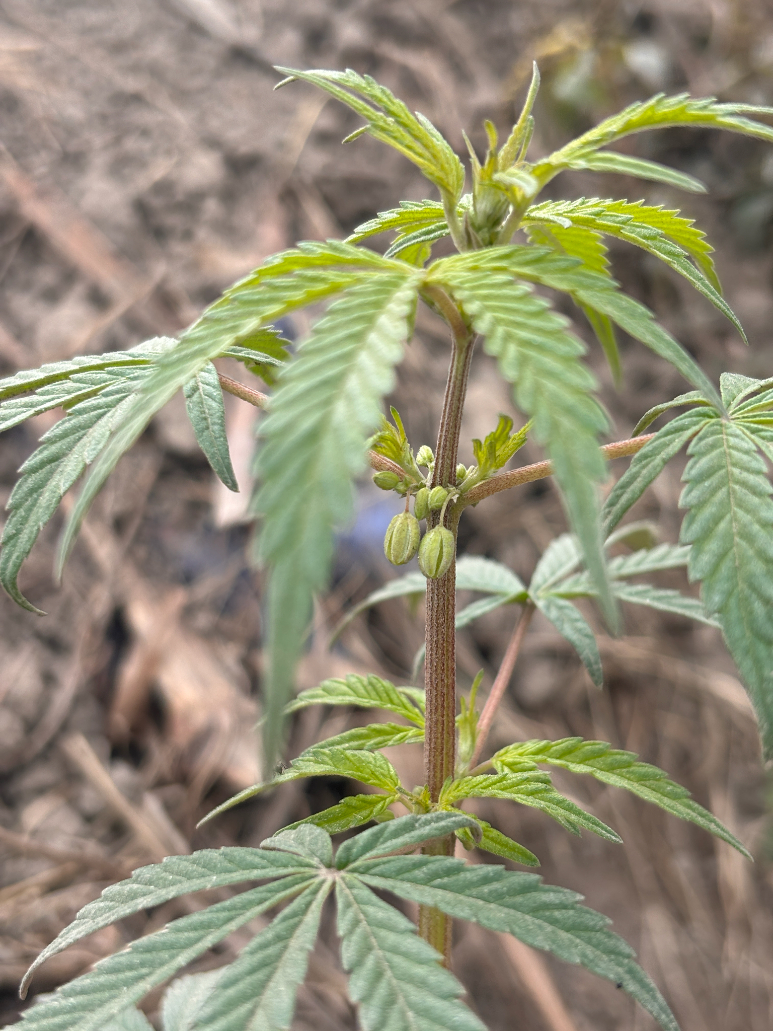 Imagem de Maconha