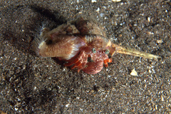 Dardanus pedunculatus