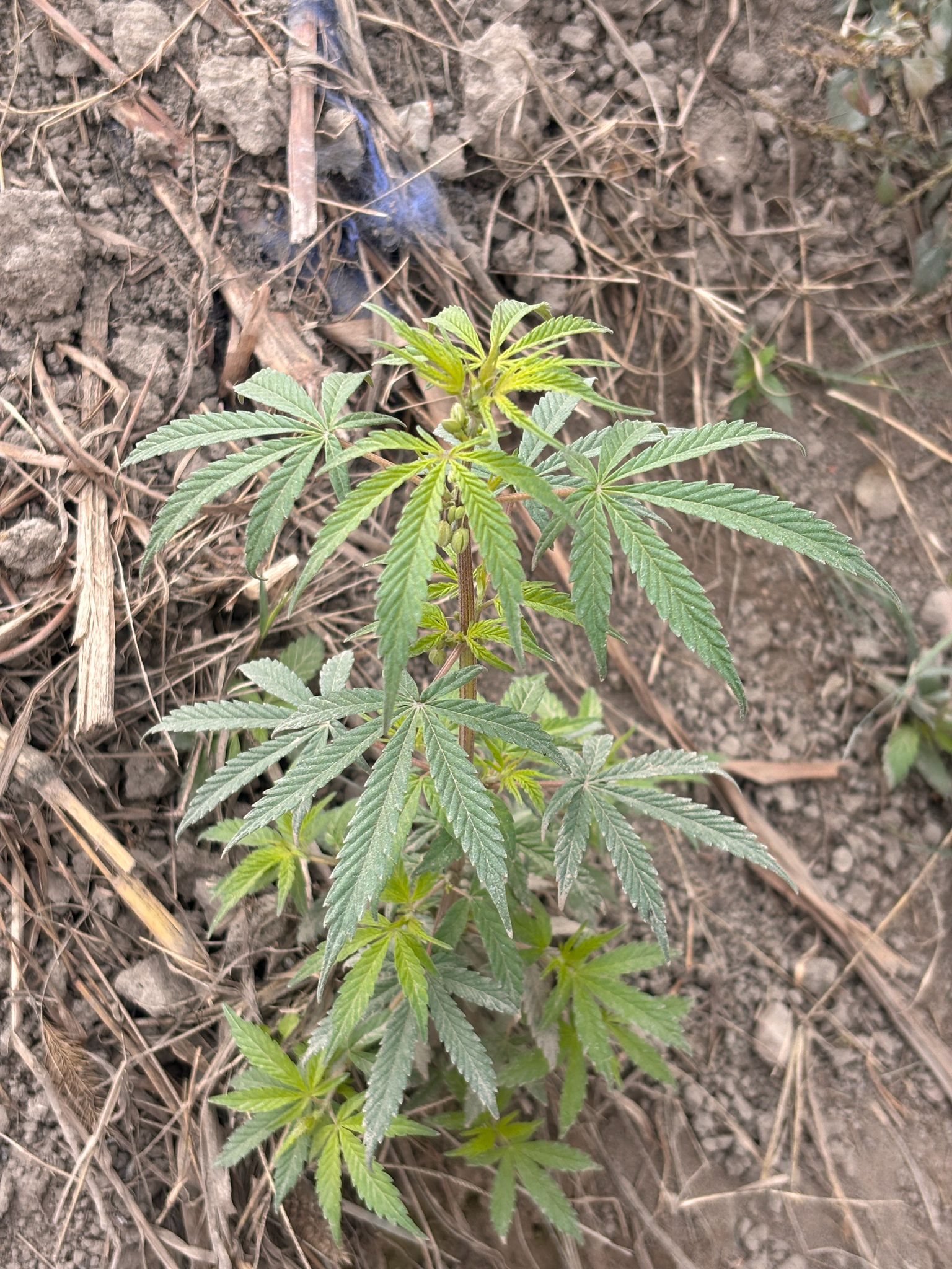 Imagem de Maconha