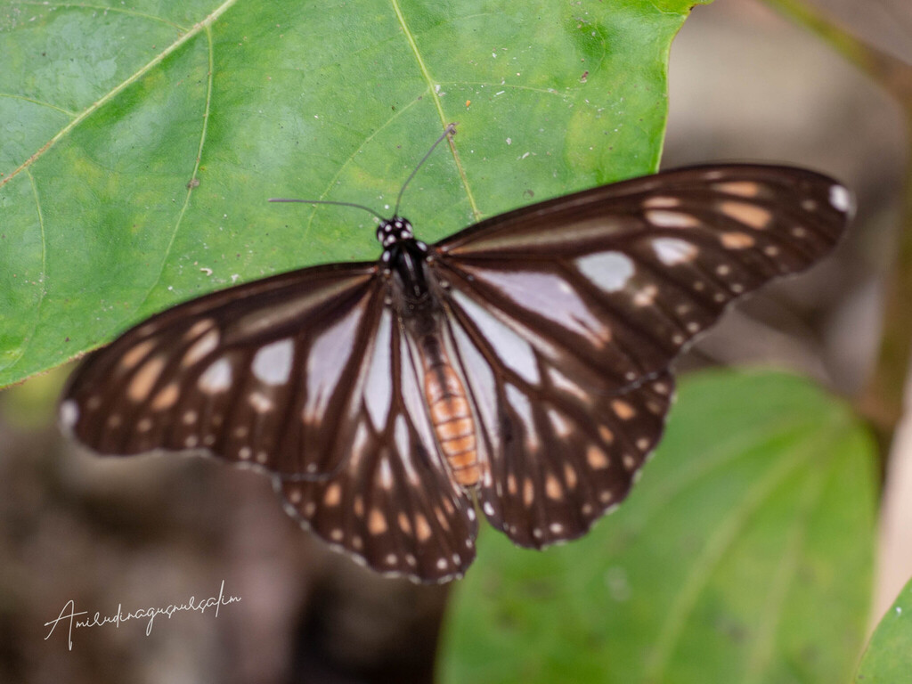 Danaus ismare (Danaus ismare)