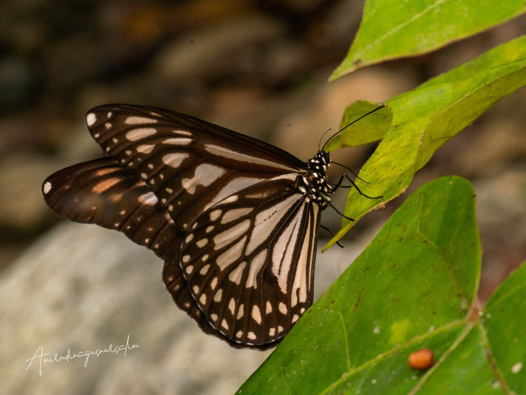 Ismare Tiger Butterfly (Danaus ismare)