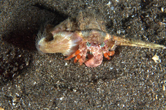Dardanus pedunculatus