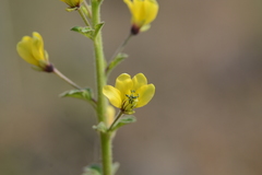 Cleome viscosa