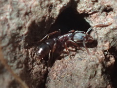 Hypoponera punctatissima