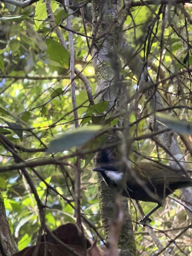 Eastern Whipbird (Psophodes olivaceus), photo 2