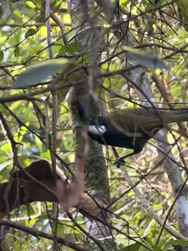 Eastern Whipbird (Psophodes olivaceus), photo 3
