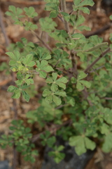 Cleome viscosa