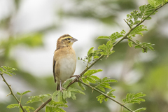 Golden-Backed Bishop photo 2