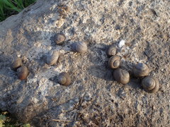 Xerarionta intercisa