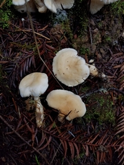 Hydnum oregonense