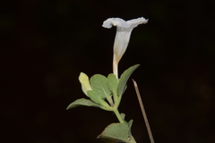 Ruellia patula alba