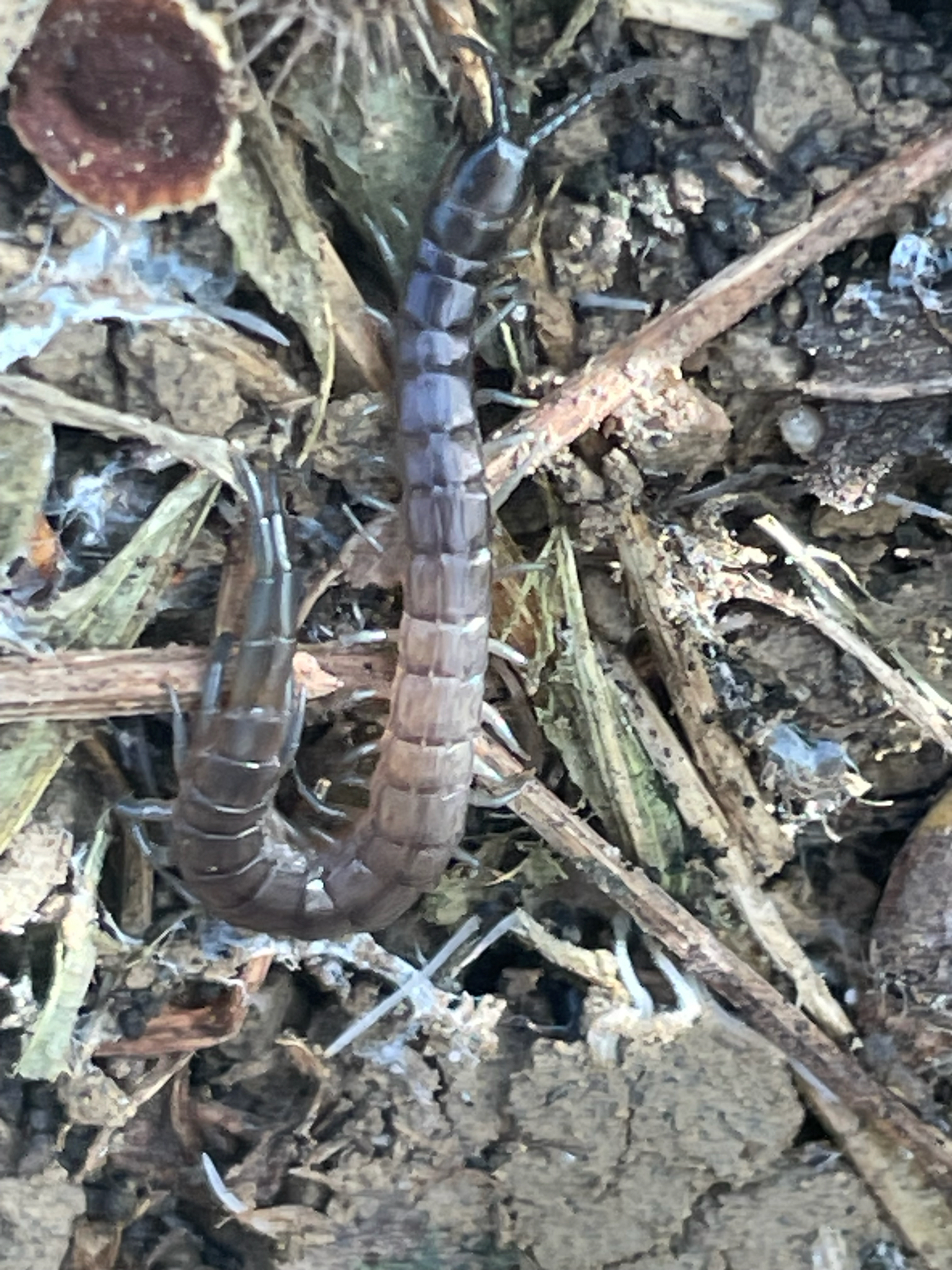 Scolopendra oraniensis Lucas, 1846