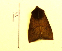 Orthosia transparens