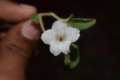 Ruellia patula alba