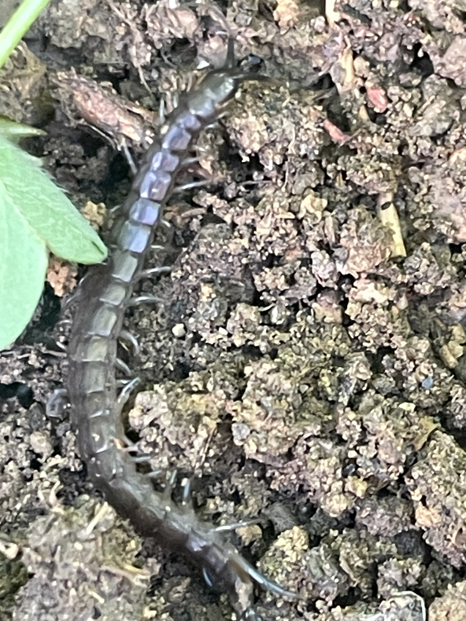 Scolopendra oraniensis Lucas, 1846