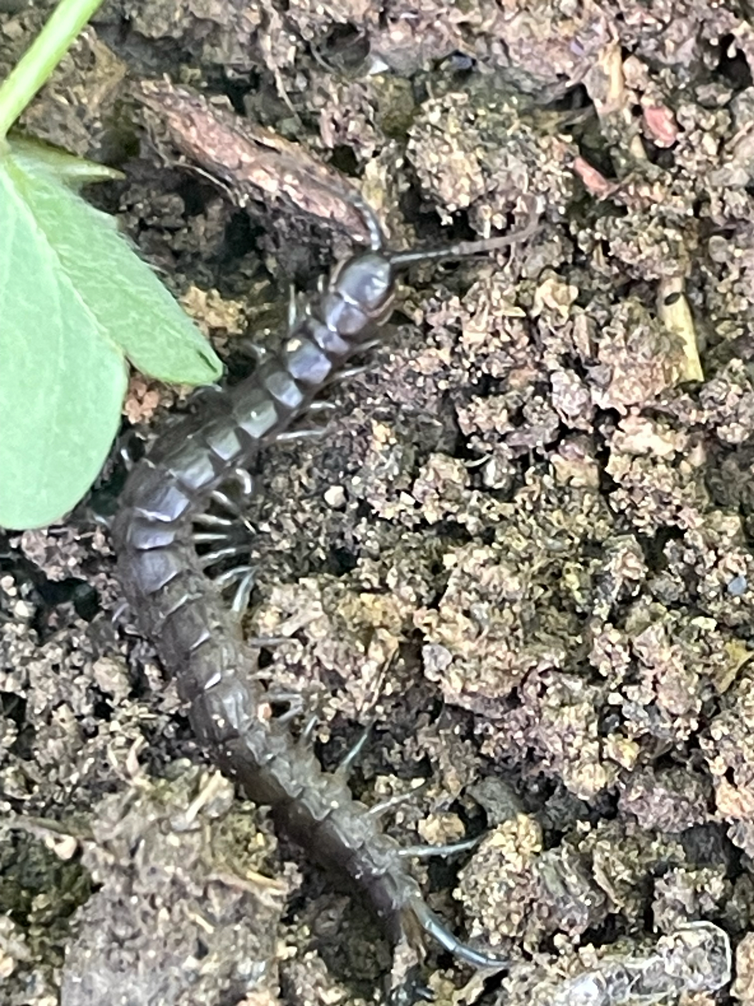 Scolopendra oraniensis Lucas, 1846