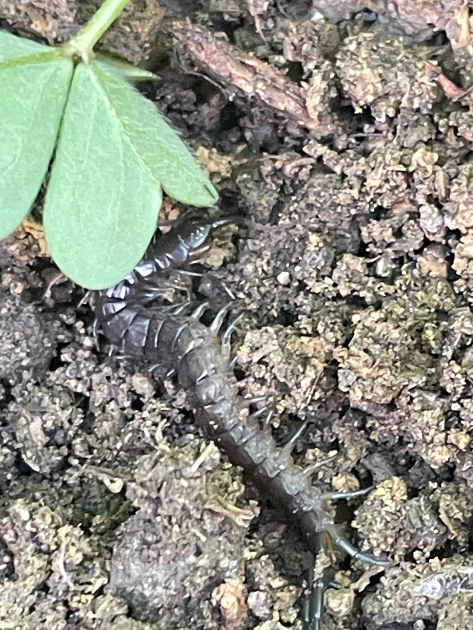 Scolopendra oraniensis Lucas, 1846
