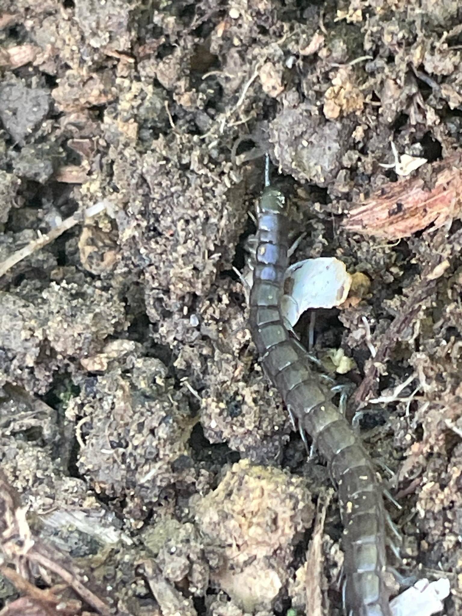 Scolopendra oraniensis Lucas, 1846