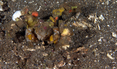 Camposcia retusa