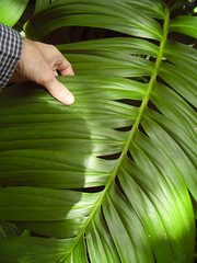 Rhaphidophora decursiva