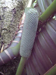 Rhaphidophora decursiva