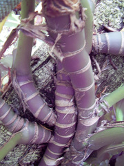 Rhaphidophora decursiva