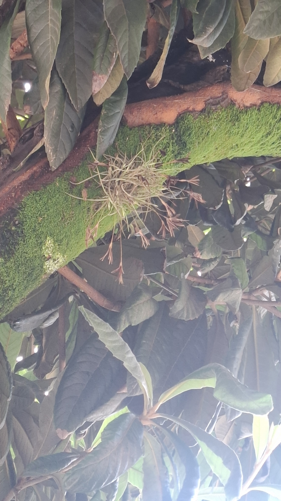 Tillandsia recurvata