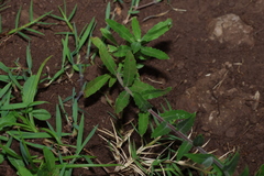 Oenothera indecora, photograph (c) Greg Tasney, some rights reserved (CC BY-SA)