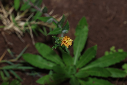 Small-flower evening-primrose (Oenothera indecora)