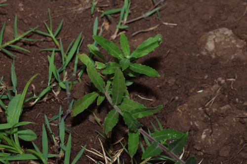 Oenothera indecora, photograph 3