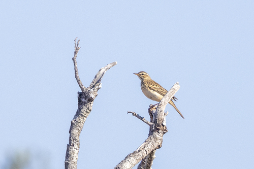 Anthus nyassae schoutedeni