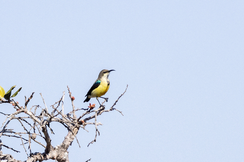 Southern Variable Sunbird