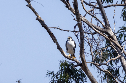 Black Goshawk