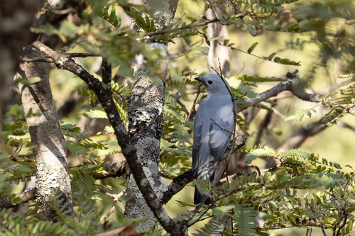 White-breasted Cuckooshrike