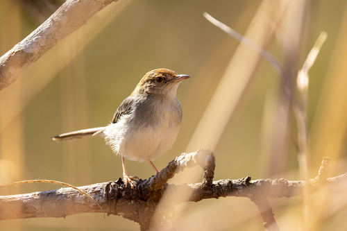 Piping Cisticola