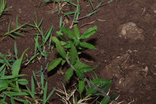 Oenothera indecora, photograph 4