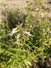 Syncolostemon petiolatus