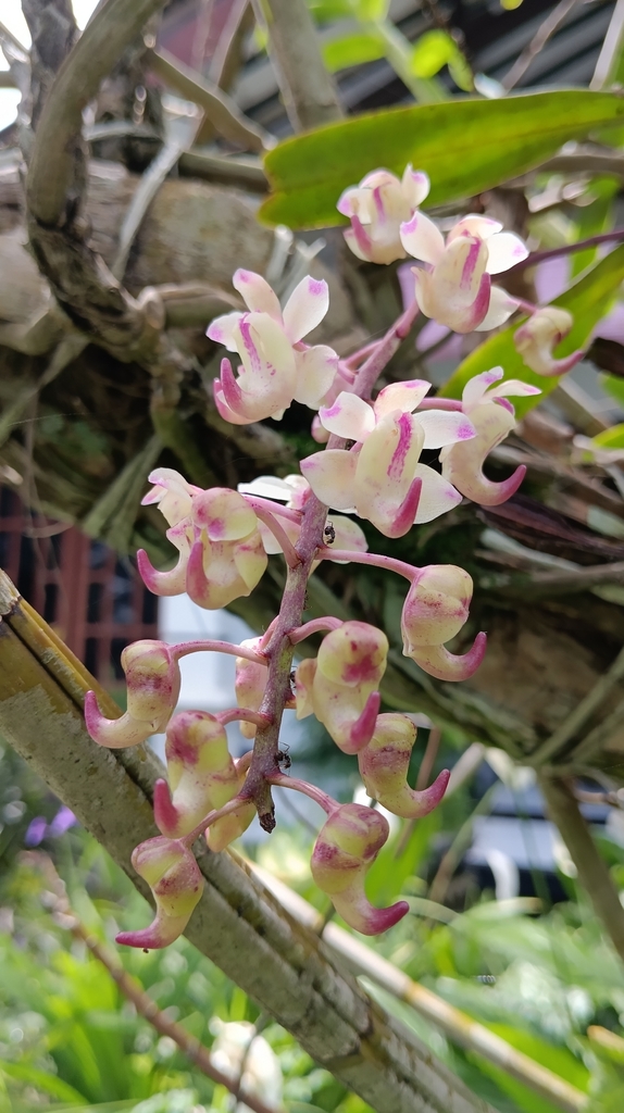 Anggrek kuku macan (Aerides odorata)