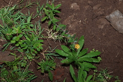 Oenothera indecora, photograph (c) Greg Tasney, some rights reserved (CC BY-SA)