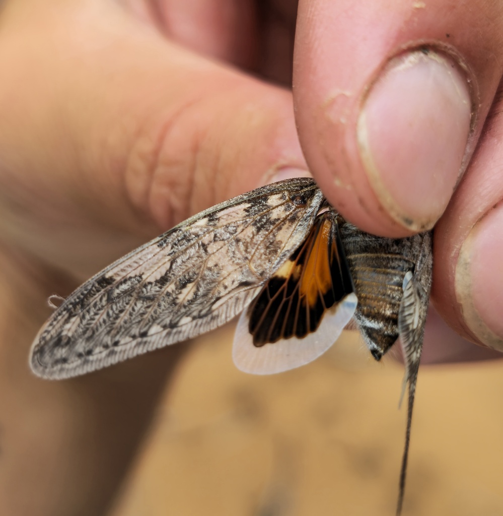 Thorntree Broadborder Cicada