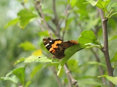 Vanessa indica