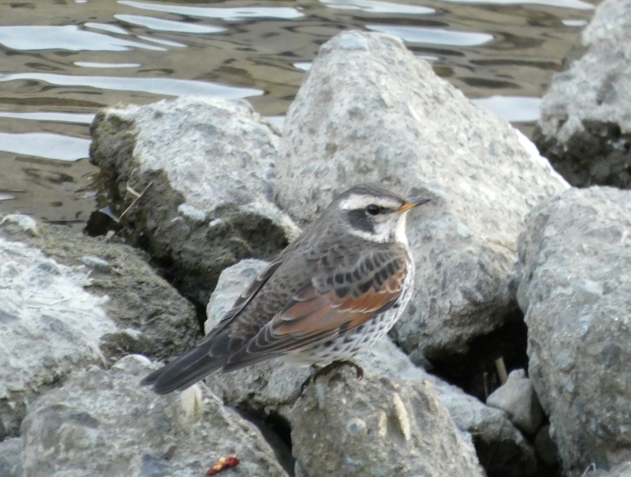 Dusky Thrush (Turdus eunomus), photo 8